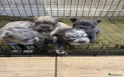 French Bulldog dogs for sale: 4 French bulldogs 2 fluffy - Image 1