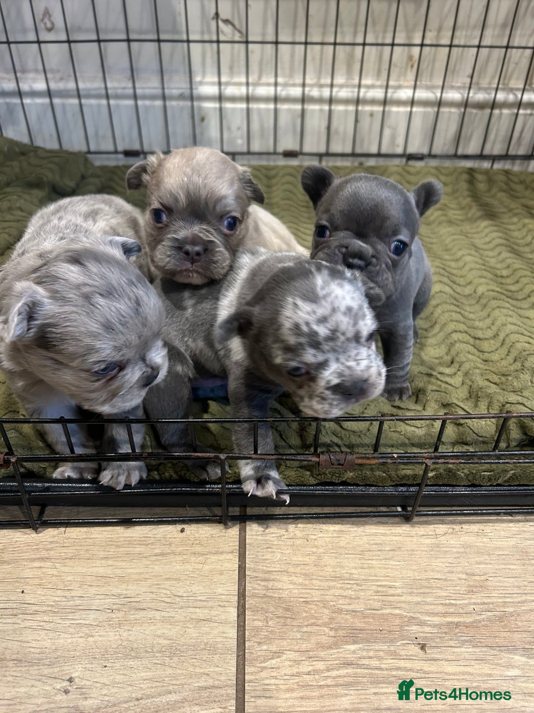 French Bulldog dogs for sale: 4 French bulldogs 2 fluffy - Image 1