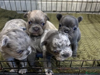 French Bulldog dogs - Advert 22