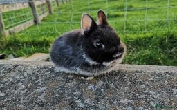 Netherland Dwarf rabbits for sale: Baby rabbit  - Advert 1