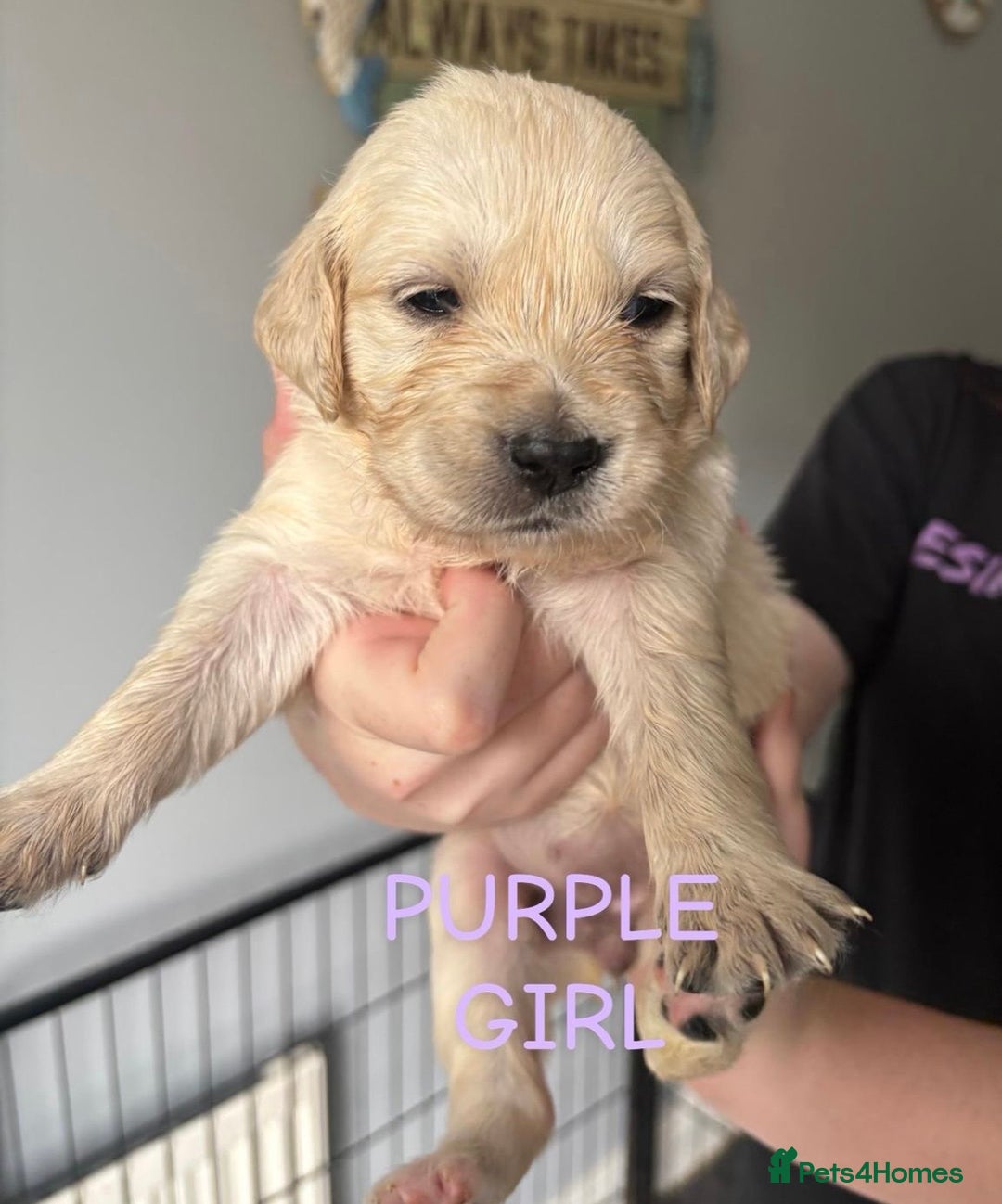 Golden Retriever dogs for sale: Quality KC golden retriever puppies  - Image 13