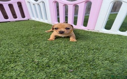 Mixed Breed dogs for sale: 7 beautiful jackshund puppies for sale - Image 5