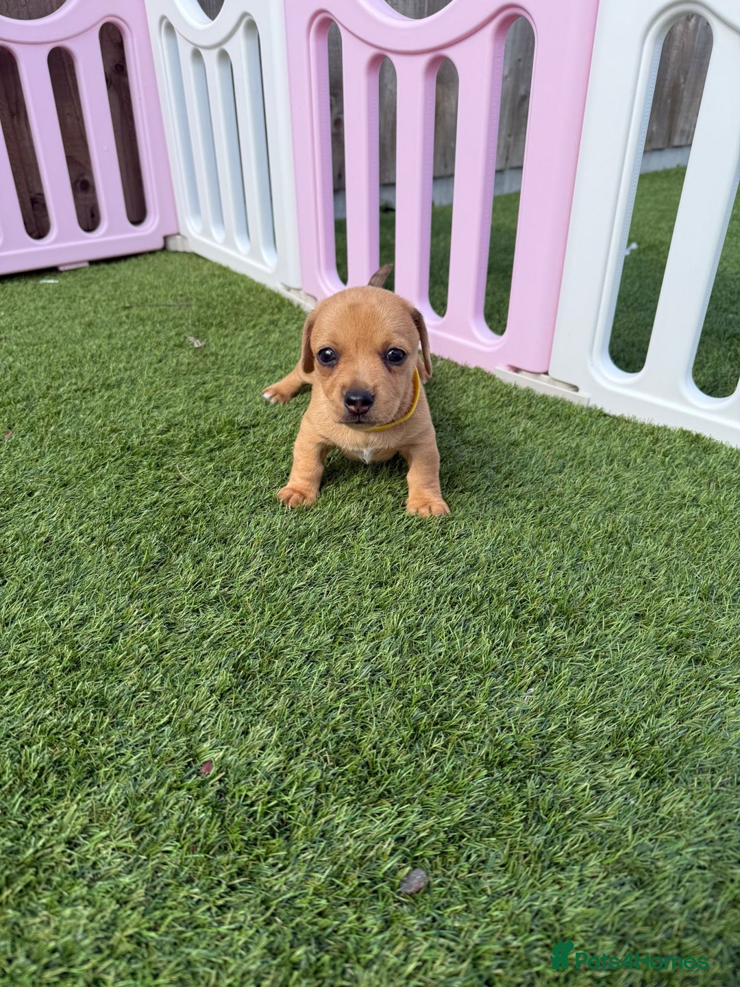 Mixed Breed dogs for sale: 7 beautiful jackshund puppies for sale - Image 5