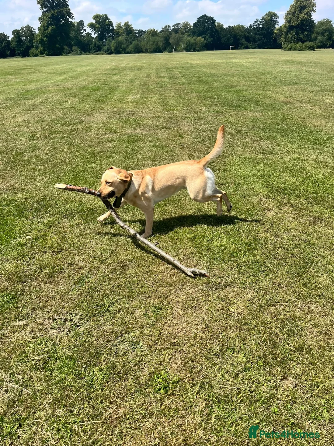 Labrador Retriever dogs for sale: Loving Labrador Retriever – Our Gorgeous Boy Rusty - Advert 5