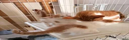 Mixed Breed cats for sale: Meet Holly’s New Ginger & White Babies - Advert 2