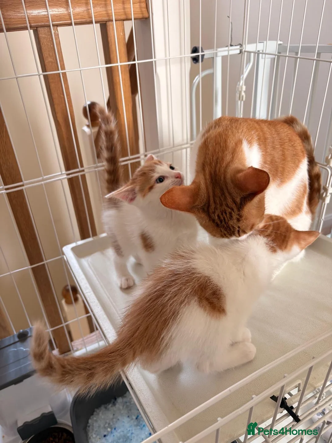 Mixed Breed cats for sale: Meet Holly’s New Ginger & White Babies - Advert 2