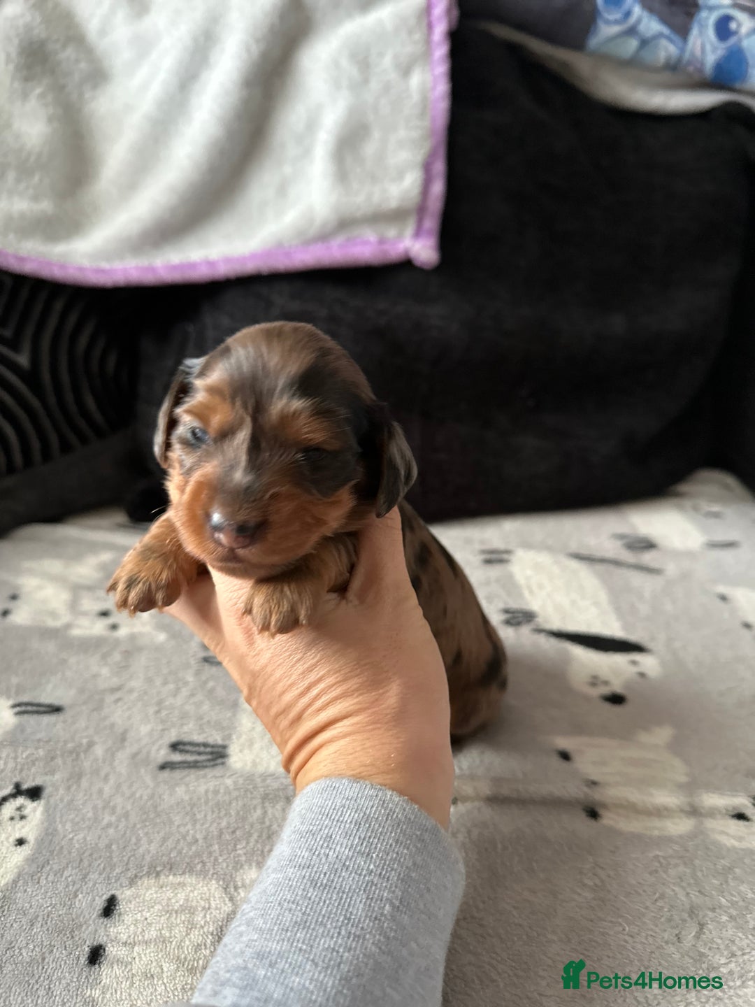 Miniature Dachshund dogs for sale: Miniature Dachounds  - Advert 11