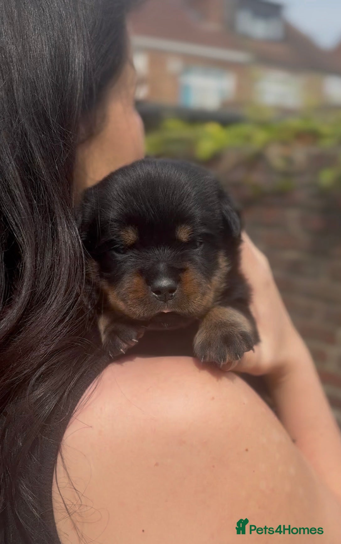 Rottweiler dogs Two Rottweiler pups ready start of June to reserve - Advert 13