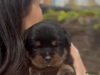 Rottweiler dogs Two Rottweiler pups ready start of June to reserve - Advert 13