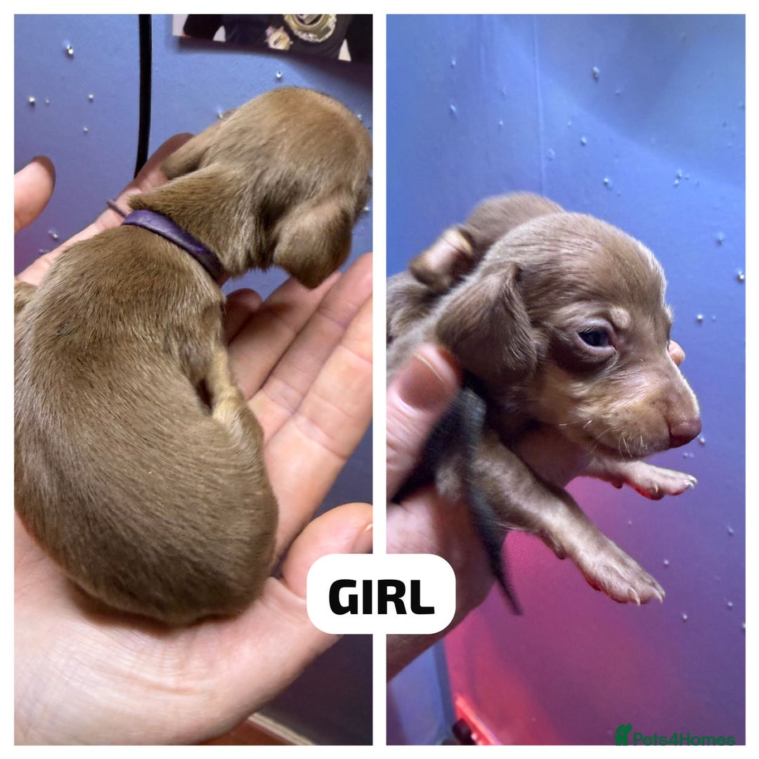 Miniature Dachshund dogs for sale: Miniature Dachshunds KC REG Dapple & Chocolate  - Advert 6