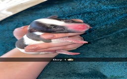 Jack Russell dogs for sale: Lady & The Tramp Jack Russell Terriors  - Advert 5