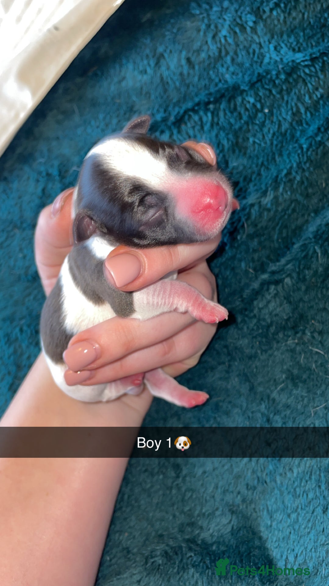 Jack Russell dogs for sale: Lady & The Tramp Jack Russell Terriors  - Advert 5