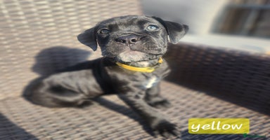 Cane Corso dogs - Advert 10