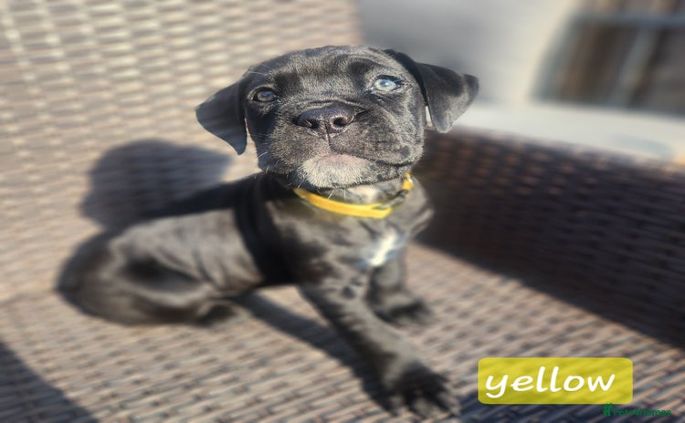 Cane Corso dogs - Advert 2