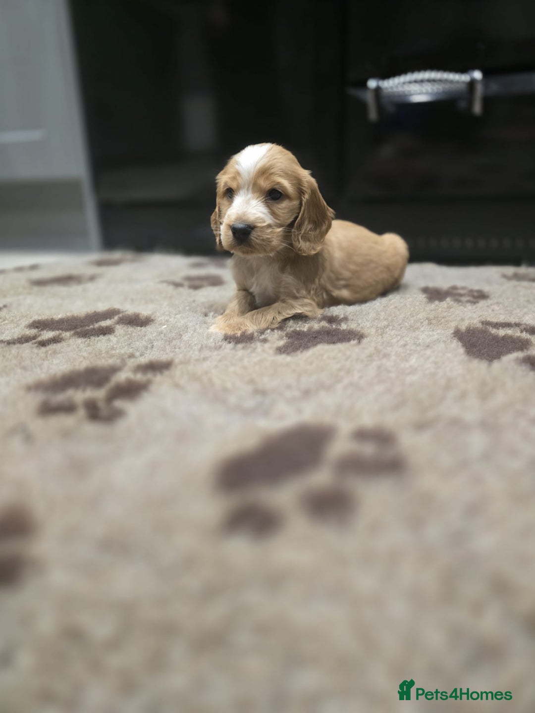 Cocker Spaniel dogs for sale: Show Cocker Spaniel  - Image 4