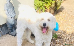 Maltipoo dogs for sale: NEW FAMILY FOR SUPER MALTIPOO BOY - Image 2