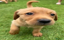 Labrador Retriever dogs for sale: Beautiful fox red Labrador pups - Image 10