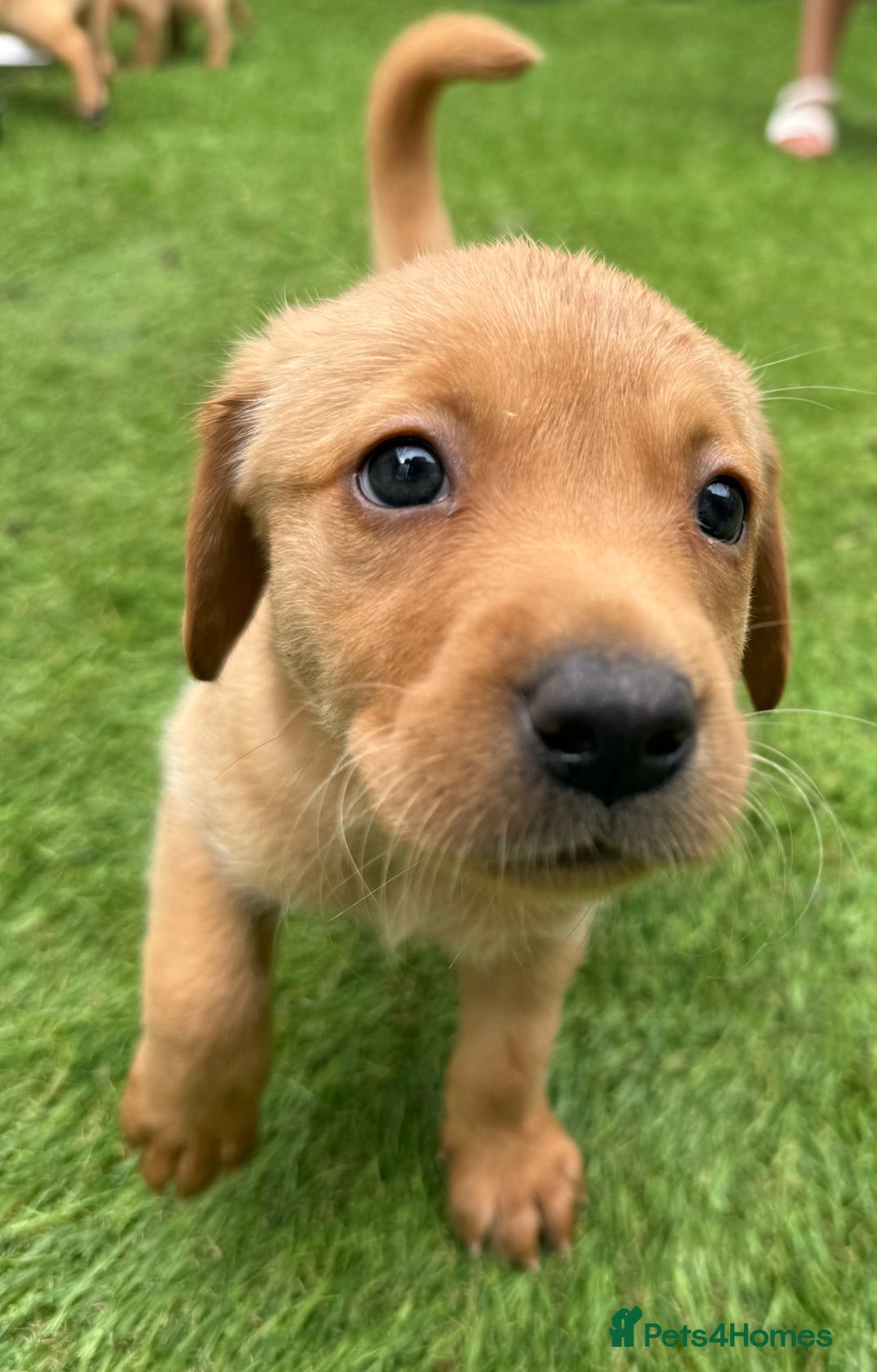 Labrador Retriever dogs for sale: Beautiful fox red Labrador pups - Image 10