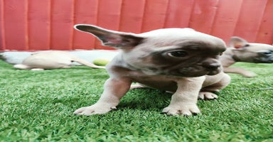 French Bulldog dogs - Advert 11