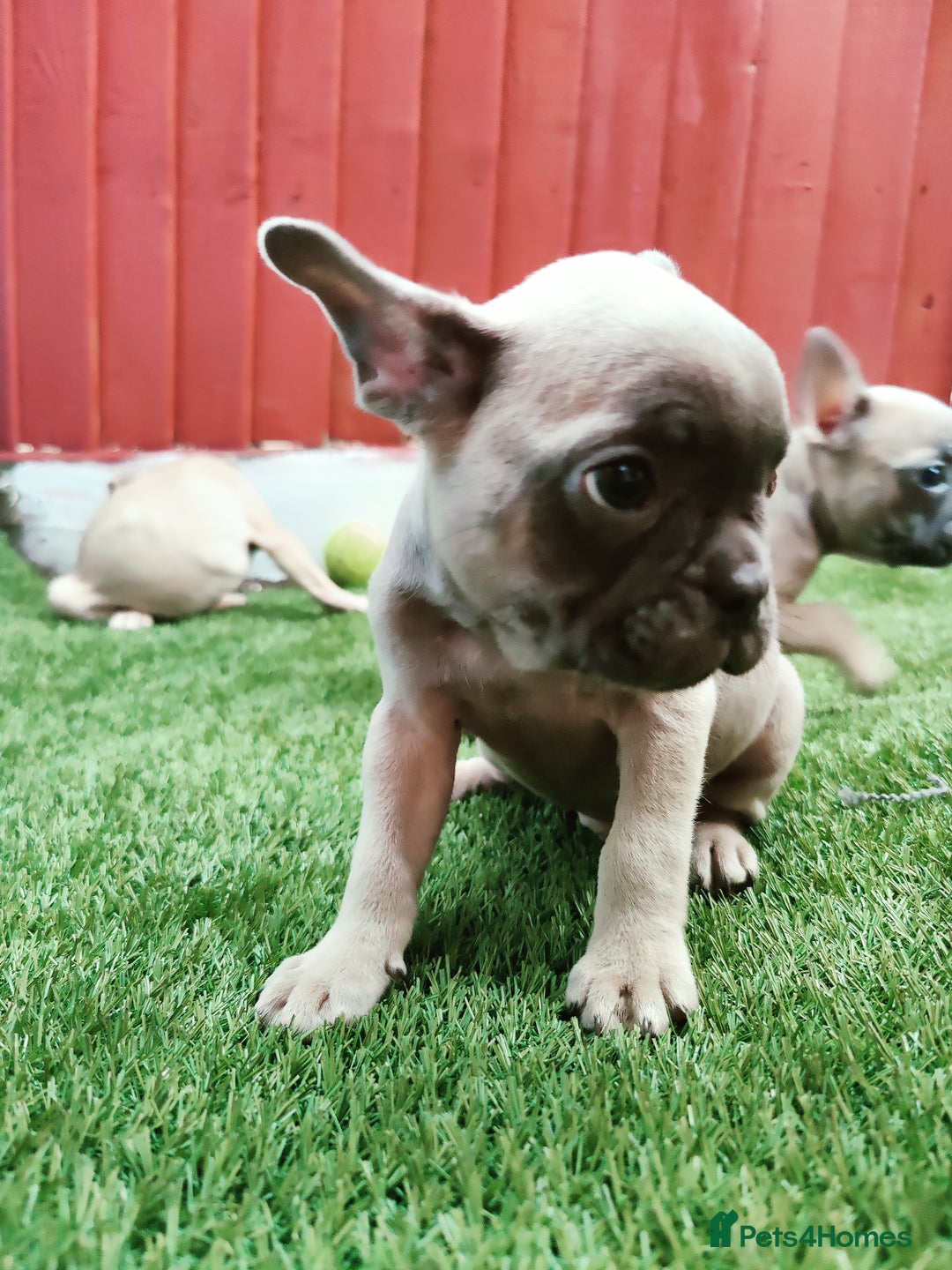 French Bulldog dogs for sale: French bulldog puppies  - Image 2