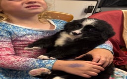 Mixed Breed dogs for sale: Labernese puppies available - Image 4