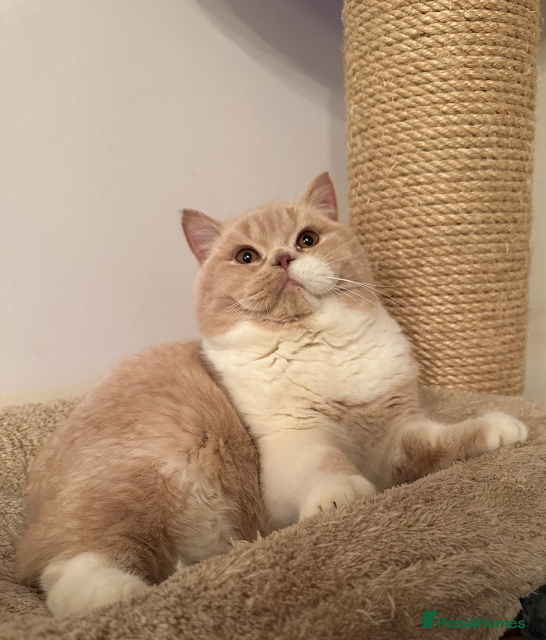 British Shorthair cats for sale: Stunning GCCF Registered Active Female - Advert 5