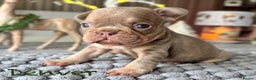 French Bulldog dogs for sale: Kc registered new shade french bulldog puppies  - Advert 6