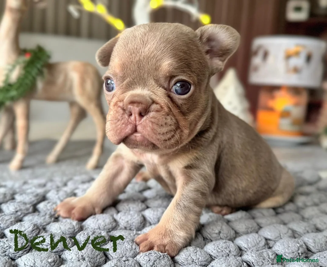 French Bulldog dogs for sale: Kc registered new shade french bulldog puppies  - Advert 10