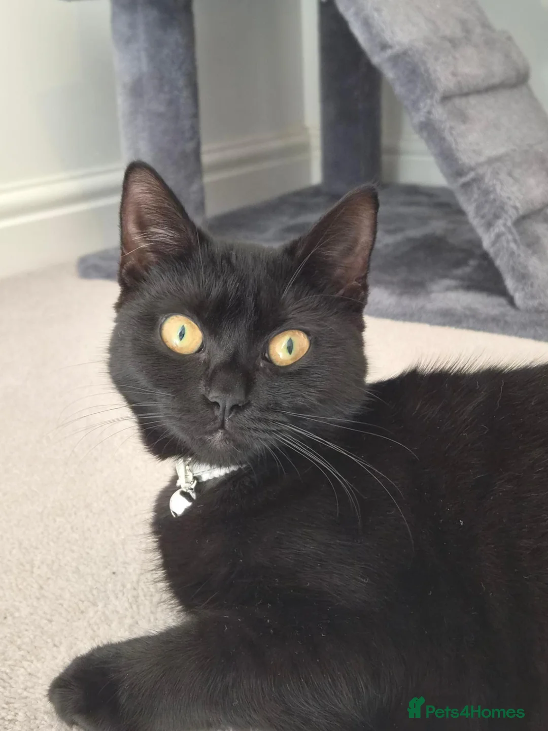 Mixed Breed cats for sale: 2 female cats - Advert 2