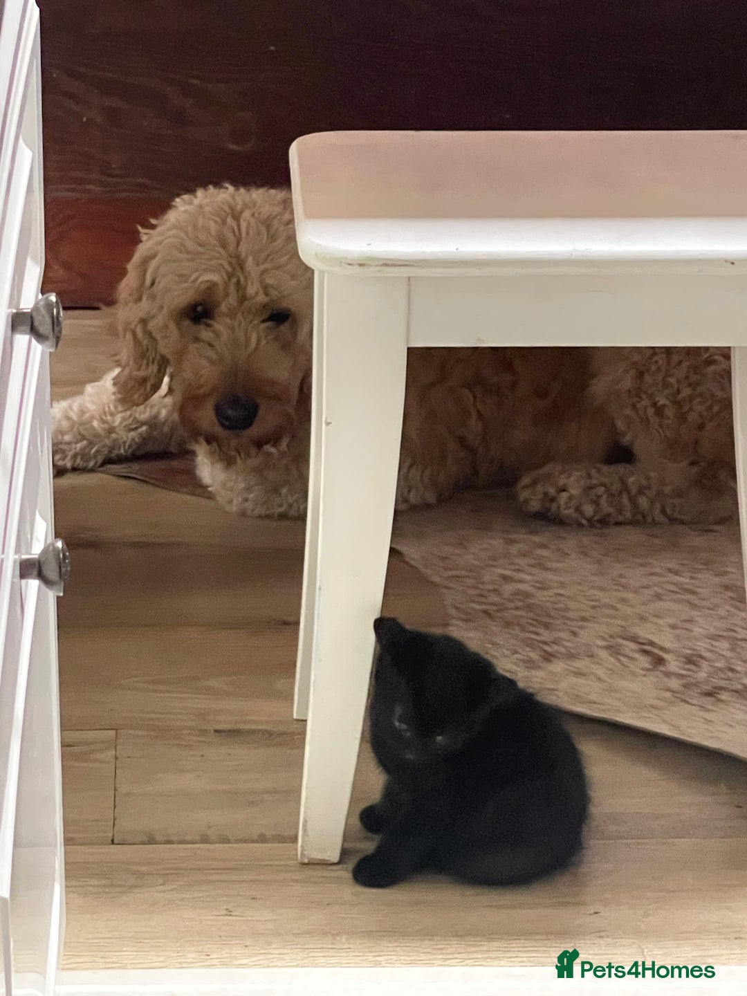 Mixed Breed cats for sale: Little kittens for sale - Image 14