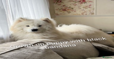 Samoyed dogs - Advert 7