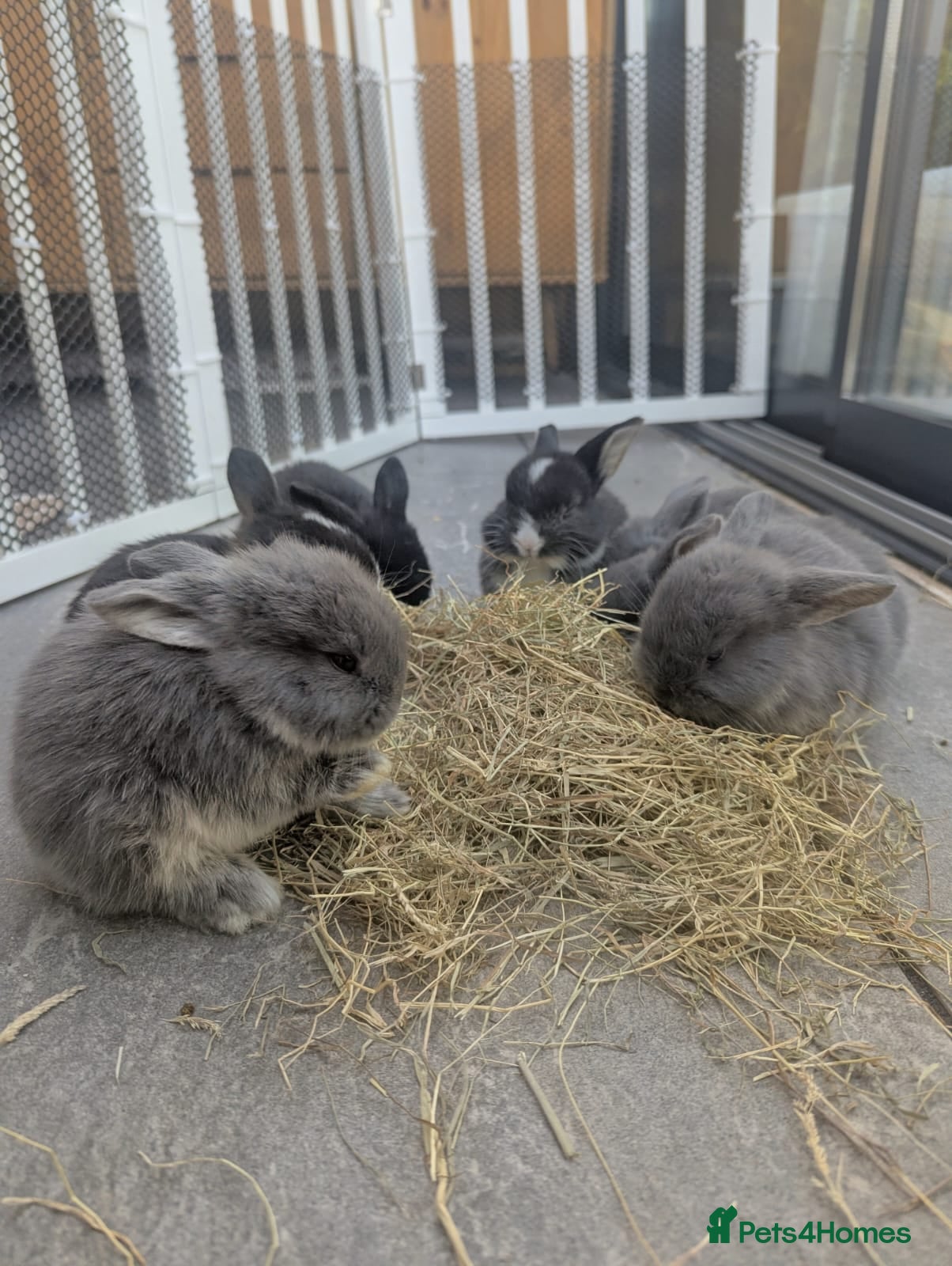 French Lop rabbits Beautiful French lop/Mini lop - Advert 4