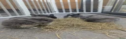 French Lop rabbits for sale: Beautiful French lop/Mini lop - Advert 1
