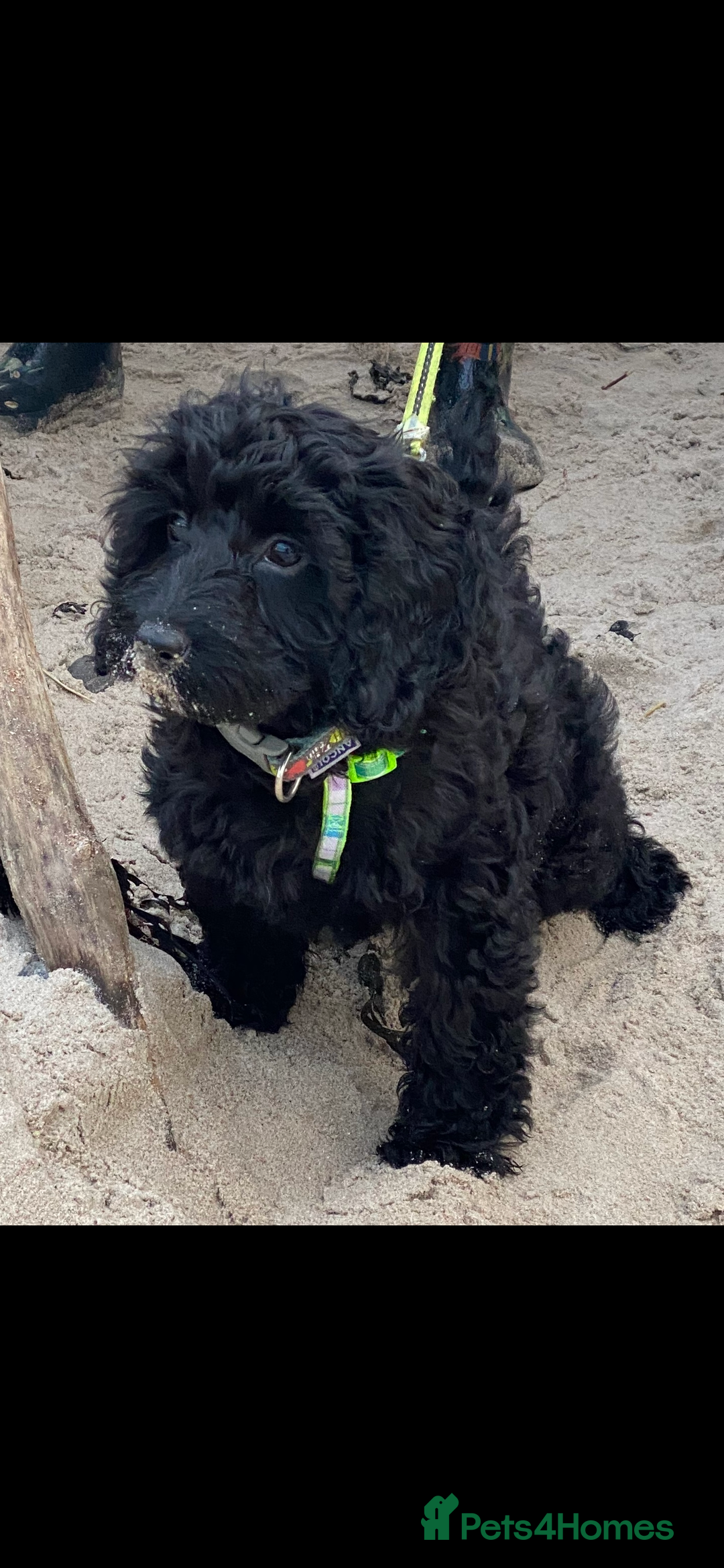 Cockapoo dogs for sale: F1 Cockapoo's - Image 18