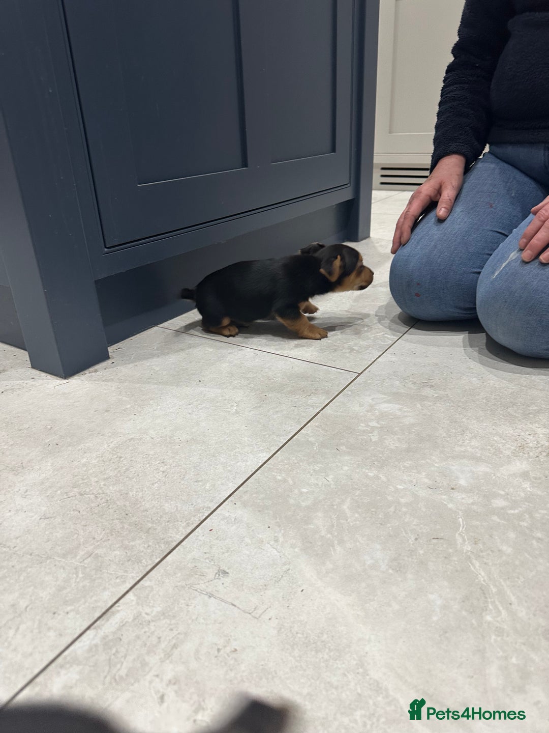 Jack Russell dogs for sale: Black and Tan Short legged Miniture Jack russels  - Advert 7