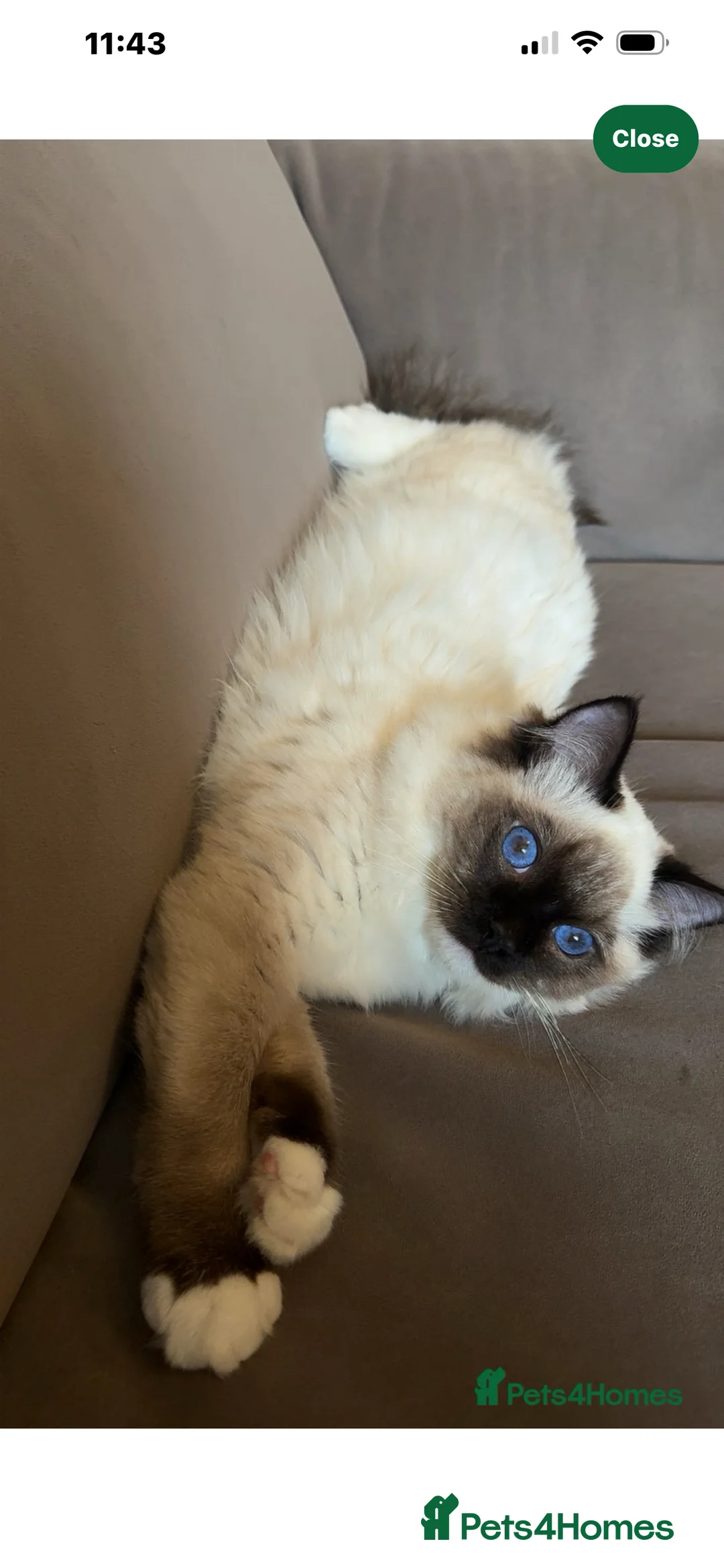 Ragdoll cats for stud: Bright blue eye ragdoll stud only special offer 💥 - Advert 1