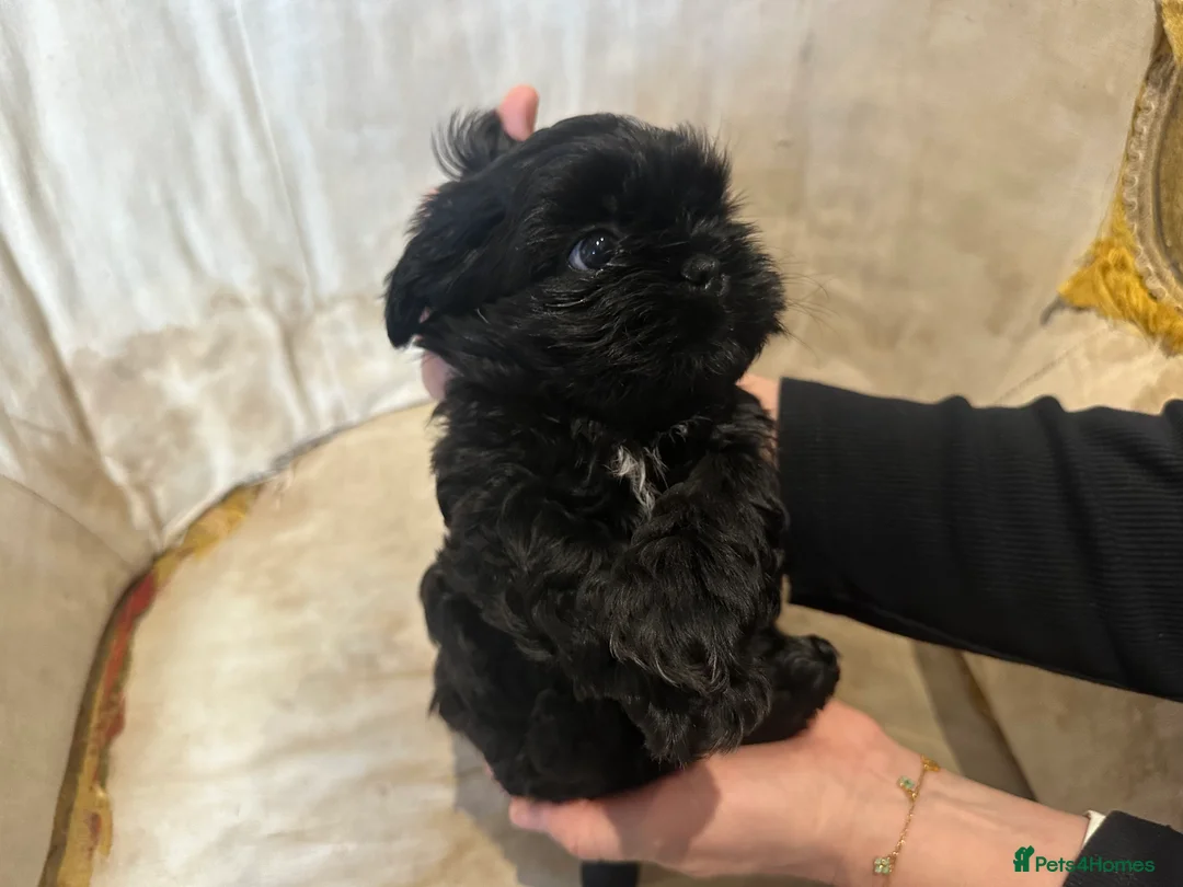 Shih Tzu dogs for sale: Shih Tzu Beauties, Imperial lines - Advert 33