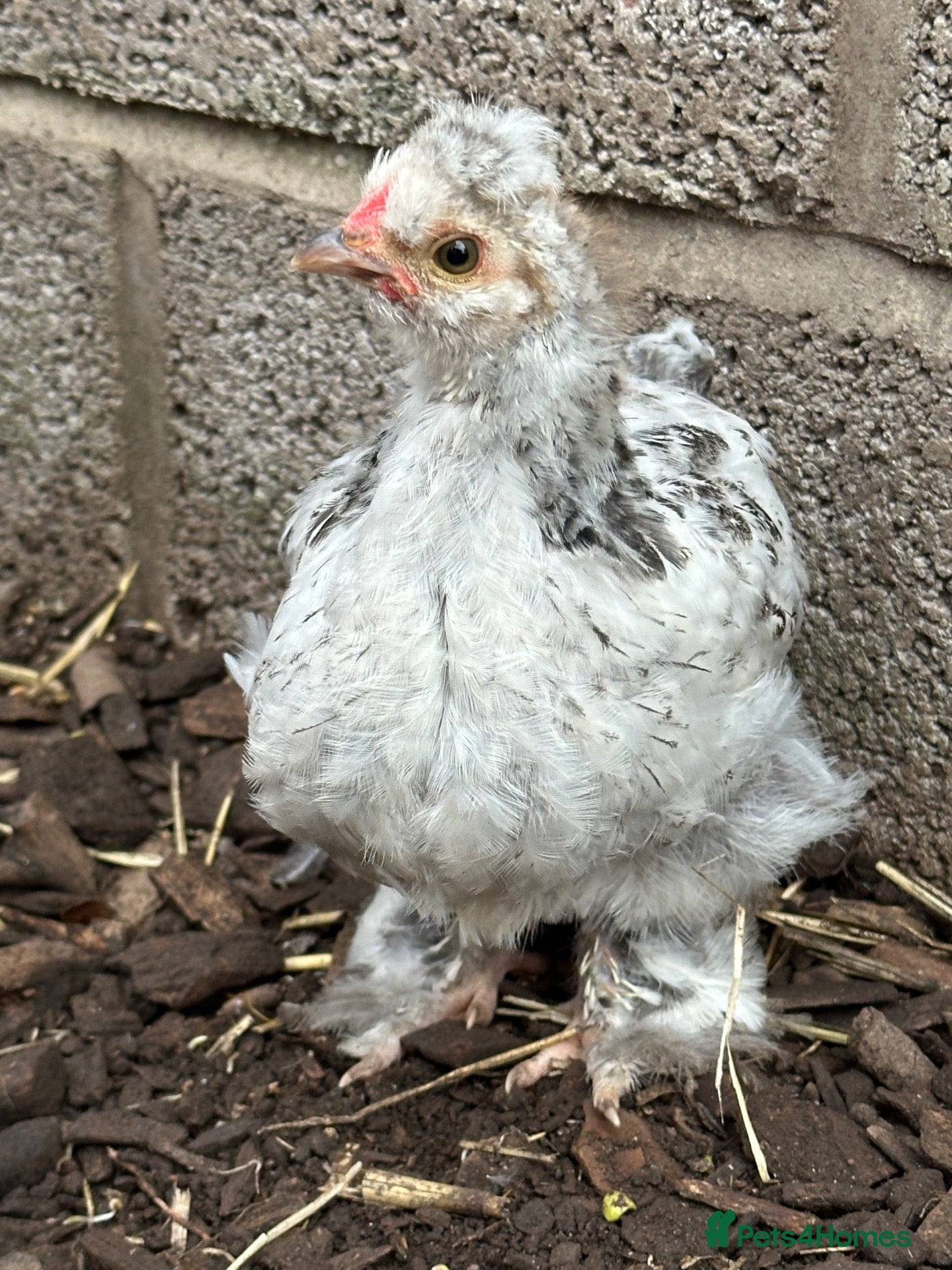 Chickens poultry Silkie cross Pekin boys - Advert 1