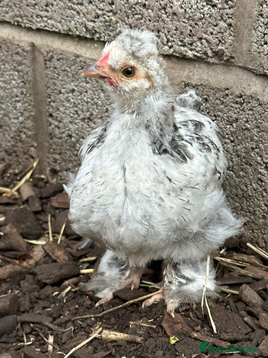 Chickens poultry for sale: Silkie cross Pekin boys - Advert 1