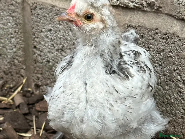 Chickens poultry for sale: Silkie cross Pekin boys - Advert 1