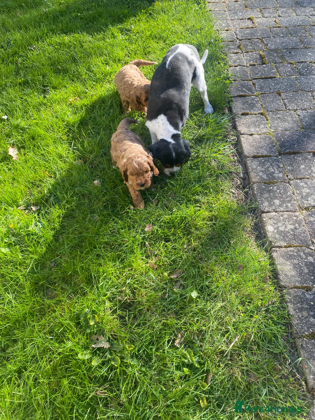 Cavapoo dogs for sale: Beautiful cavapoo puppies - Advert 2