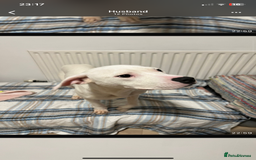 American Bulldog dogs for sale: Thor 5 months male American bulldog  - Image 3