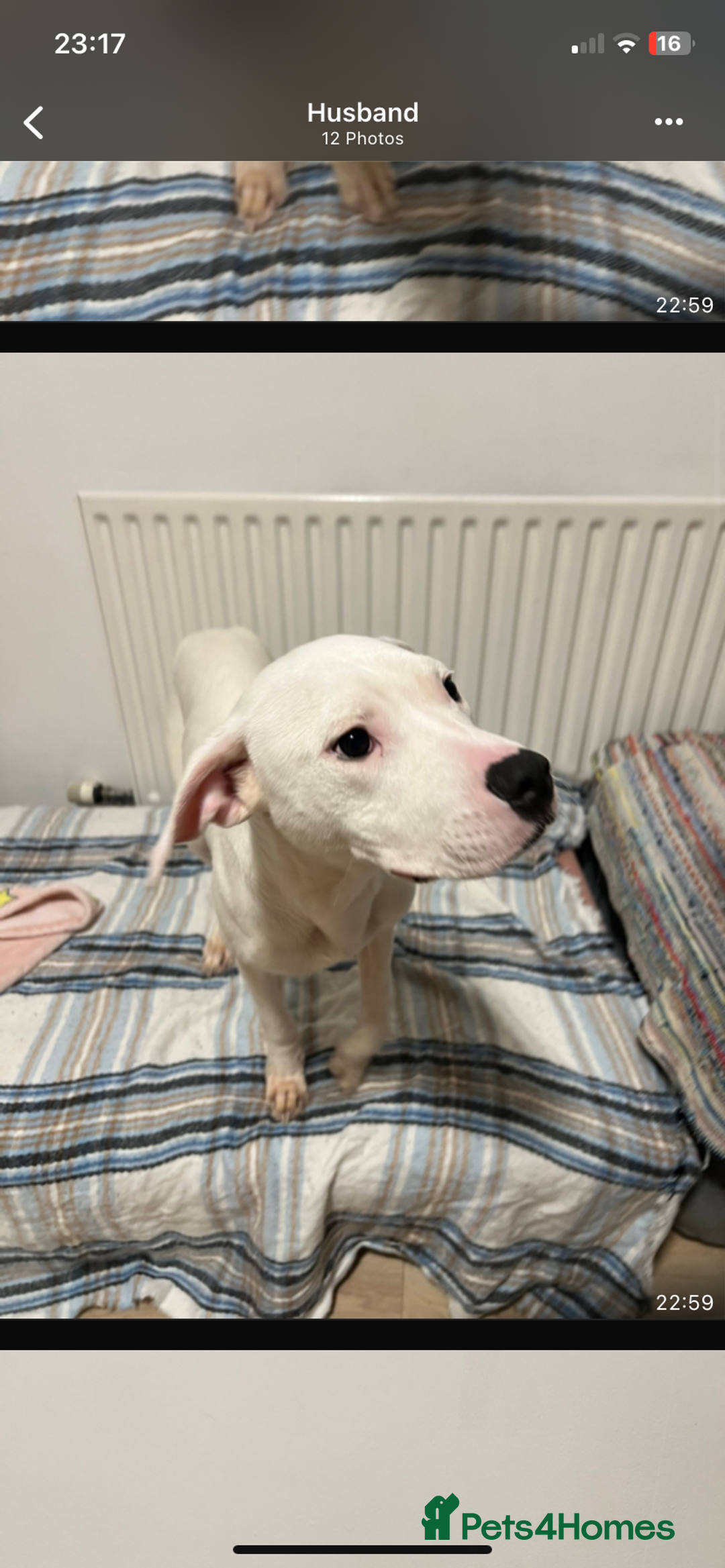 American Bulldog dogs for sale: Thor 5 months male American bulldog  - Image 3