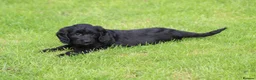 Cockapoo dogs for sale: Beautiful Cockapoo puppies for sale  - Advert 11