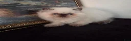 Persian cats for sale: Persian Himalayan Kittens - Advert 14