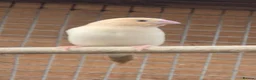 Mixed Breed birds for sale: Rosa Bourke, canaries, sliverbills & diamond doves - Advert 2