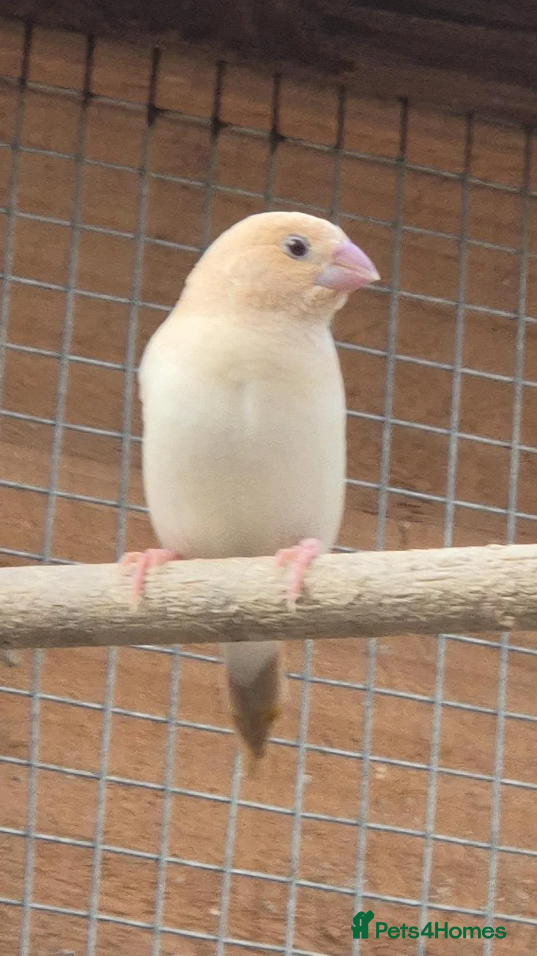 Mixed Breed birds for sale: Rosa Bourke, canaries, sliverbills & diamond doves - Advert 2