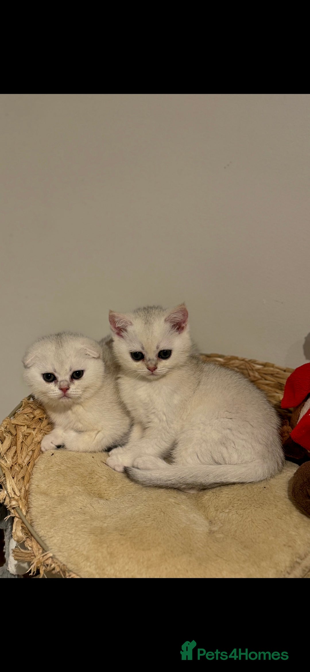 Scottish Fold cats for sale: Scottish purebred Fold and Straight kittens - Advert 3