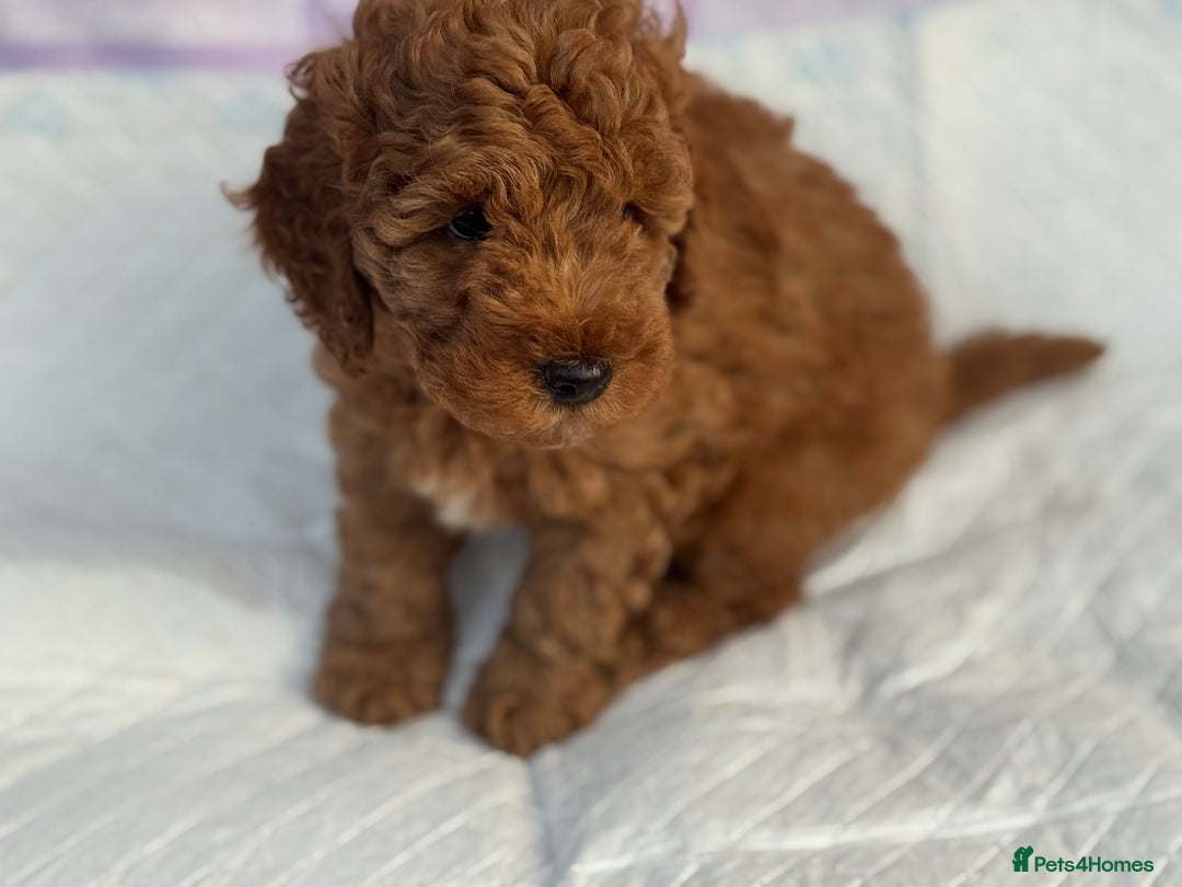 Cockapoo dogs for sale: Gorgeous Cockerpoo F1b - Image 31