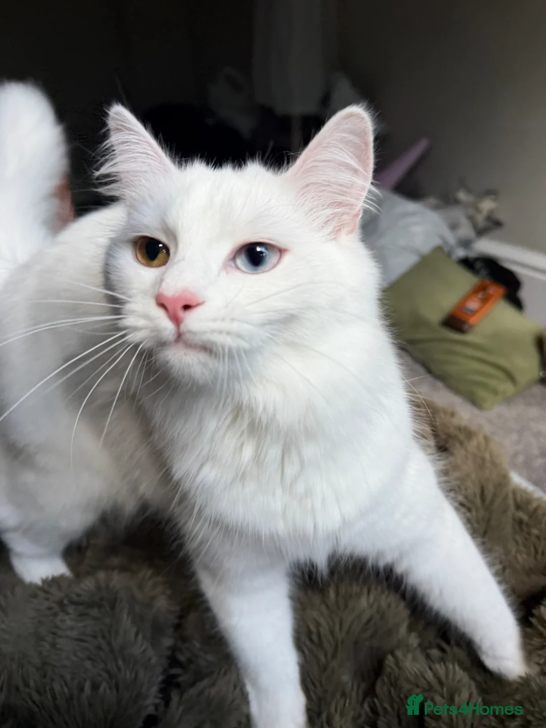 Mixed Breed cats for sale: Two different coloured eyes beautiful cat in Huddersfield - Advert 3